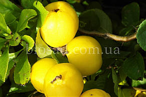 Айва яблукоподібна Мускатна, фото 2