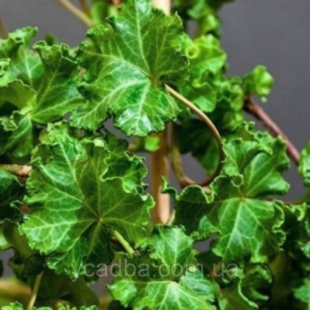 Плющ бахромчастий Перслі Крістід Parsley Crested 8 (горщик 0,5л)