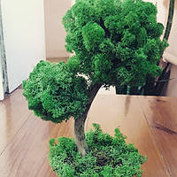 Топіарій подвійний із ягелю