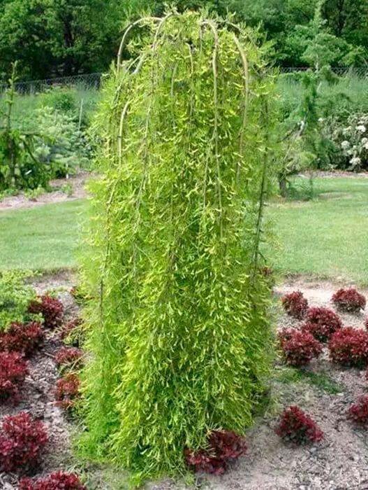 Карагана деревовидна на штамбі 140 см