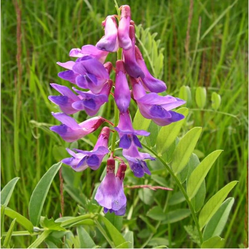 Вика ярова насіння 1кг