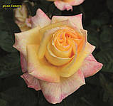 Троянда Canary (Канарейка), фото 3