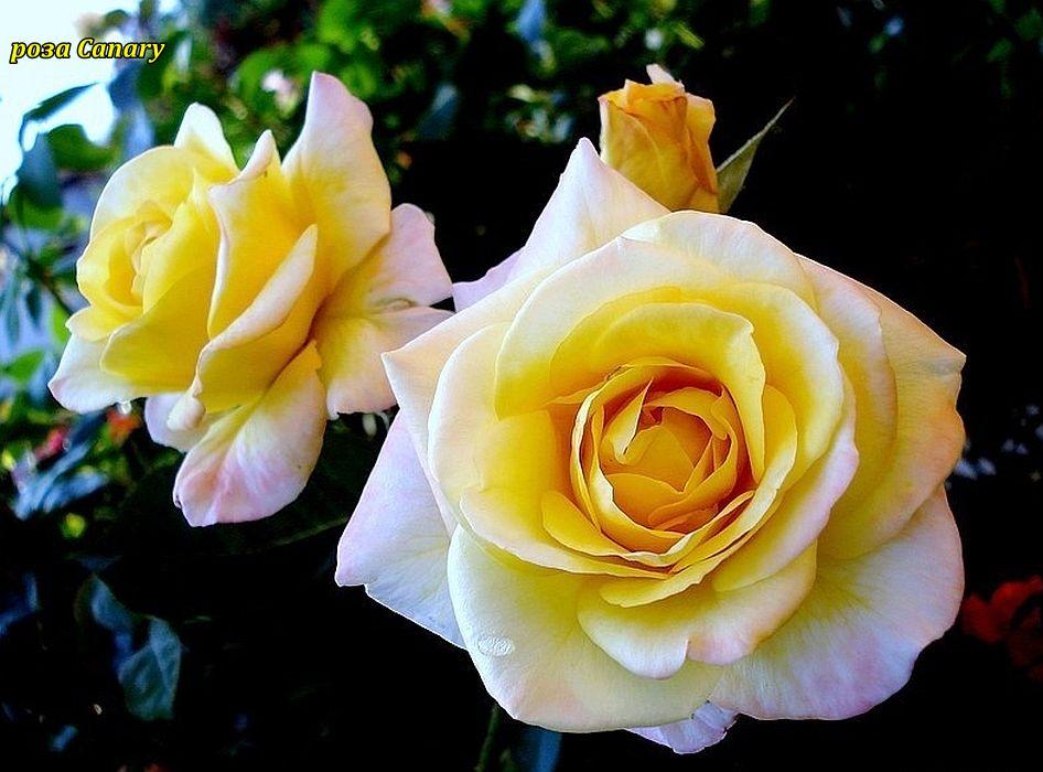 Троянда Canary (Канарейка), фото 1