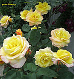 Троянда Canary (Канарейка), фото 2