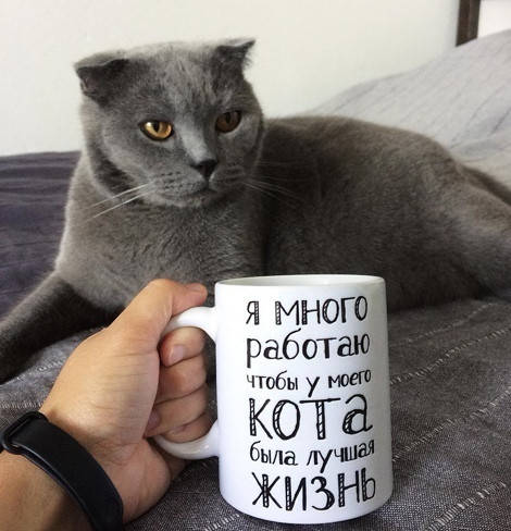 

Юморная чашка Я много работаю чтобы у моего кота была лучшая жизнь, Белый