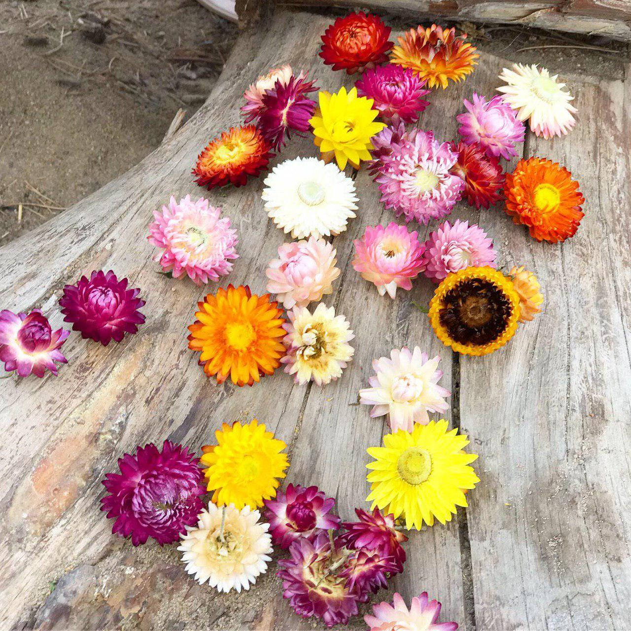 

Гелехризум