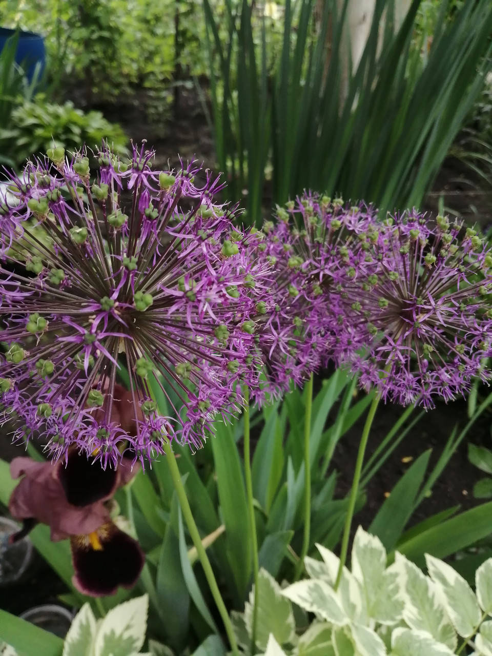 

Декоративный лук афлатунский (Allium aflatunense), луковица
