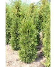 

Туя западная Брабант Р9 25-27 (Thuja оccidentalis Brabant )