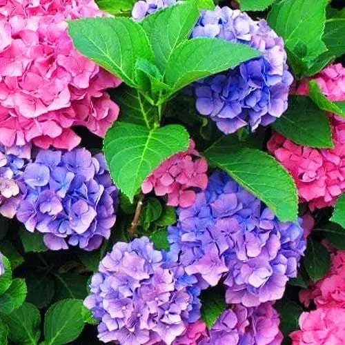

Гортензия "ХАМЕЛЕОН" крупнолистная (Hydrangea arborescens `Сhameleon`) / Саженцы