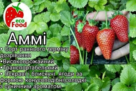 

Сорт Аммі