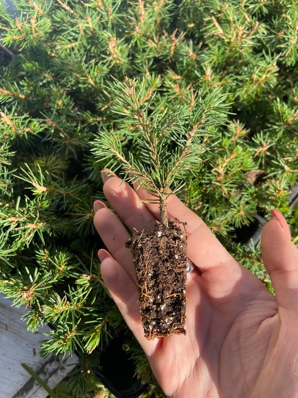

Ель Канадская Коника (Picea glauca Conica) 7 см