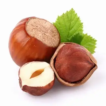 

Фундук "ШЕДЕВР" 2х-летний/ Саженцы / Премиум Качество