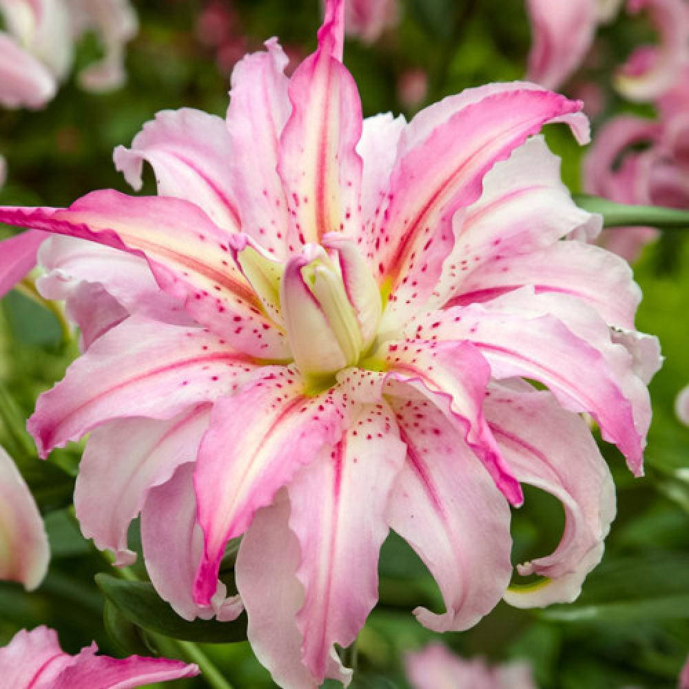 

Лилия Broken heart 14/16