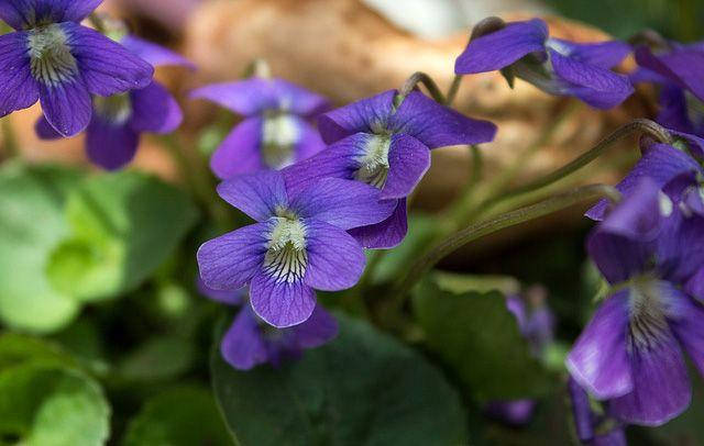 

Пищевой ароматизатор Фиалка, 10 мл.