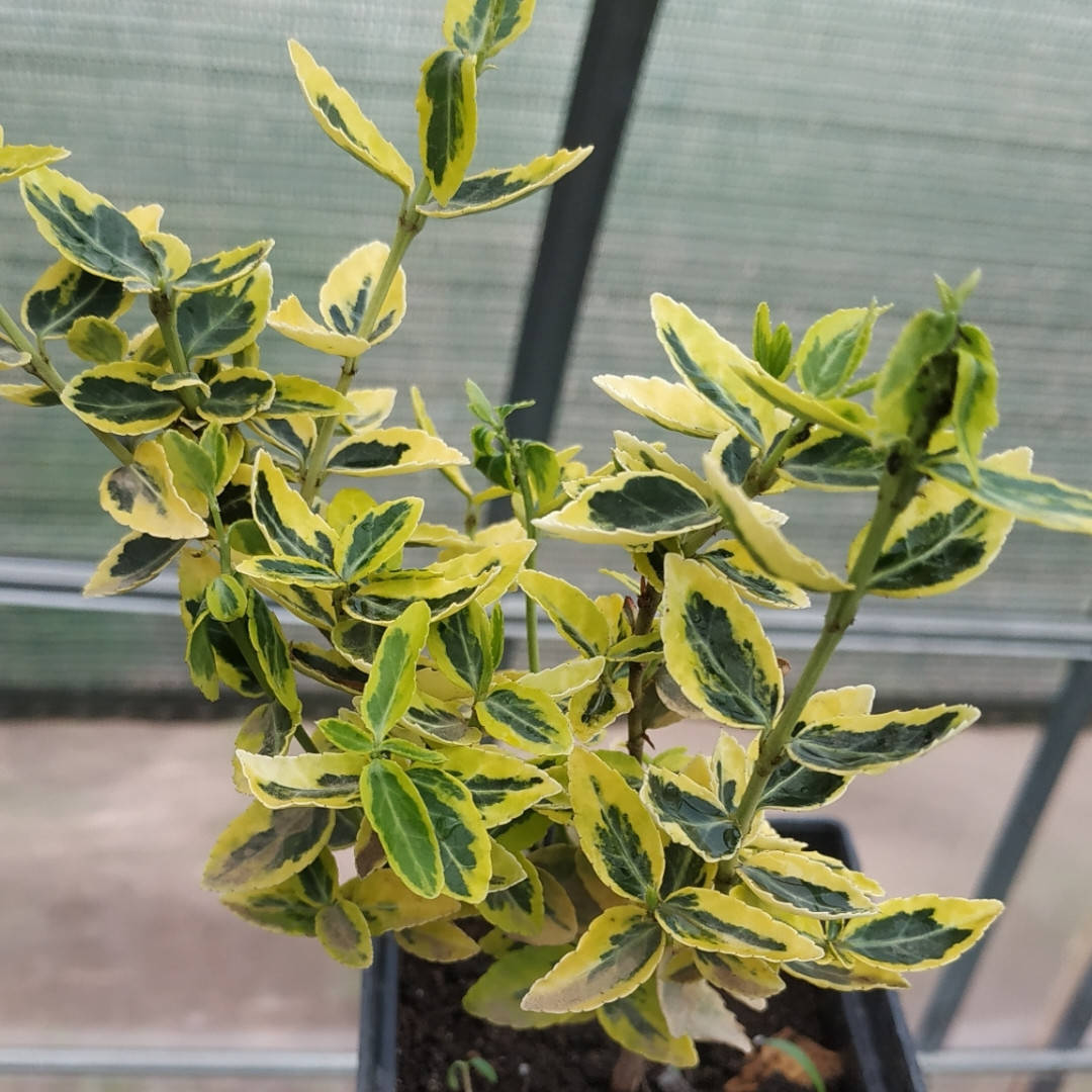 

Бересклет Форчуна Emerald Gold, дворічний