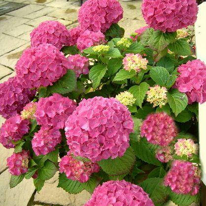 

Гортензия крупнолистная Розита, Hydrangea macrophylla Rosita
