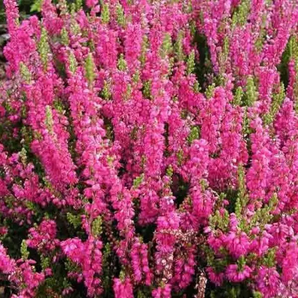 

ВЕРЕСК "МЕЛИНА" (Calluna vulgaris 'Melina') / Саженцы (ЗКС)