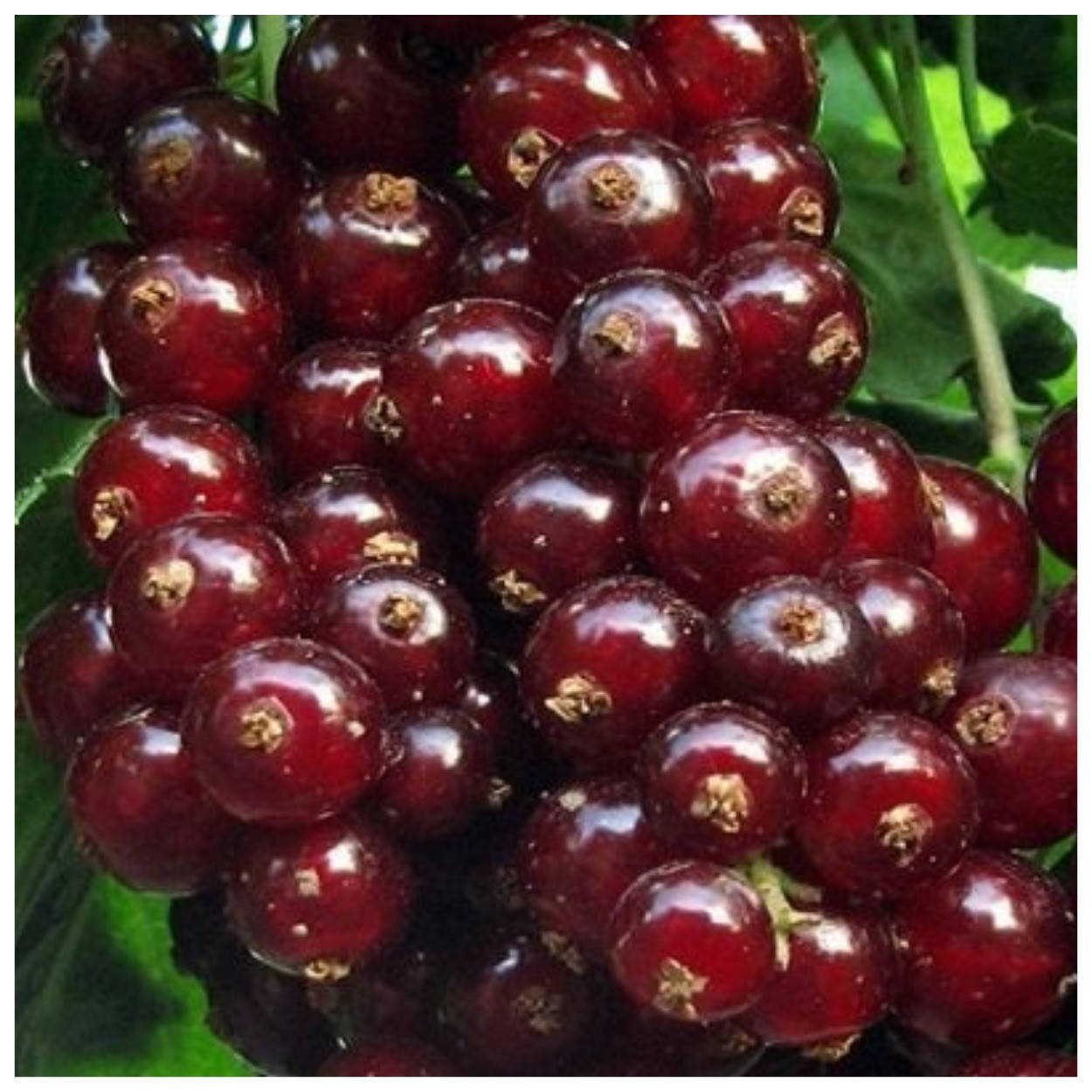 

Смородина красная Вишневая (Виксне)