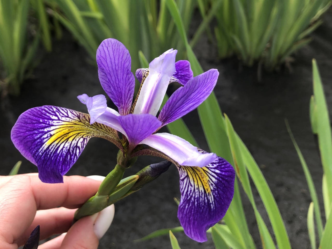 

Ирис водный «Dark Aura»