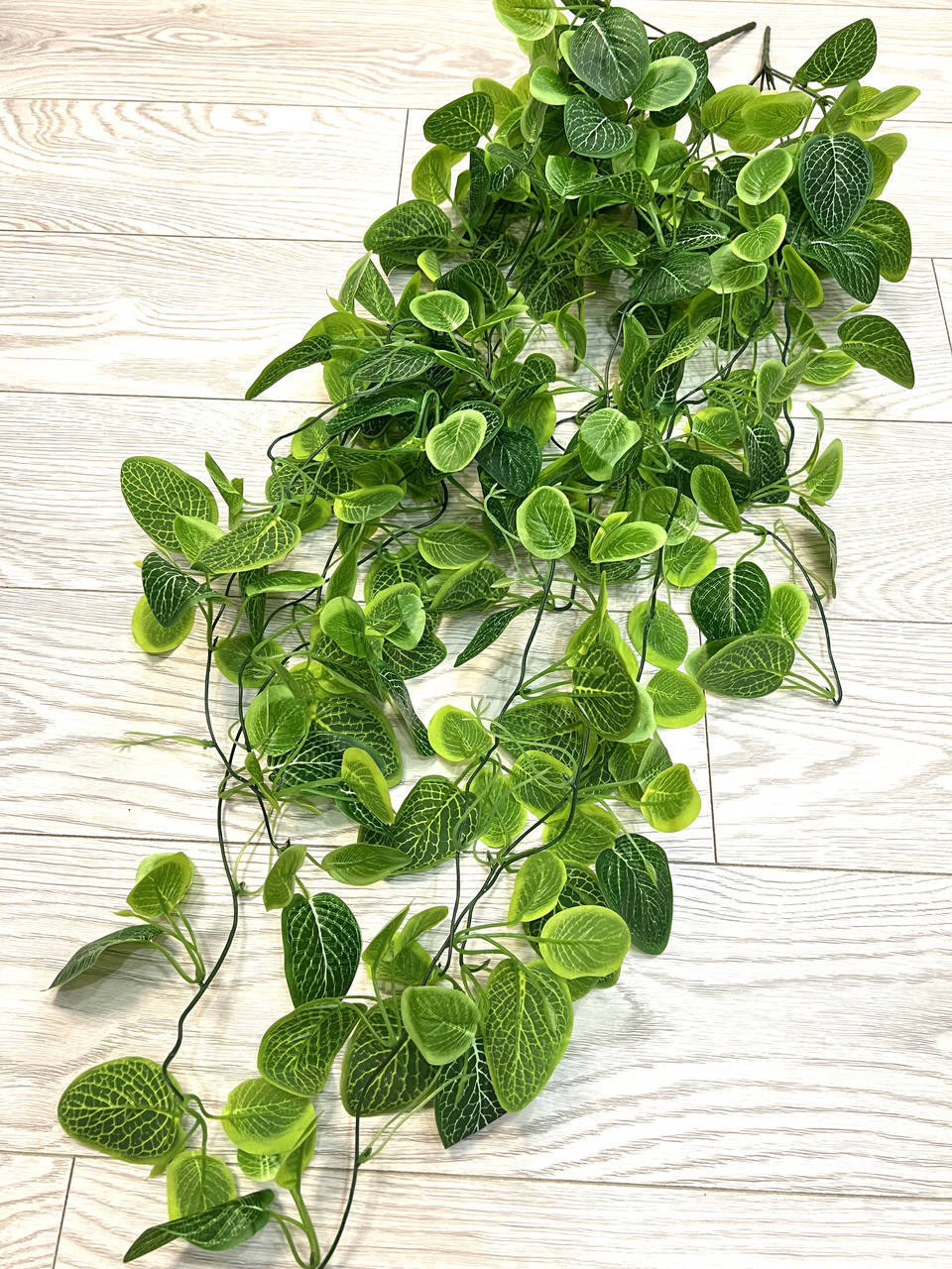 

Искусственная , ампельная фиттония ( латекс 105 см ), Зелёный