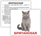 

Породы кошек. Карточки Домана. Мини. 20 шт., Голубой