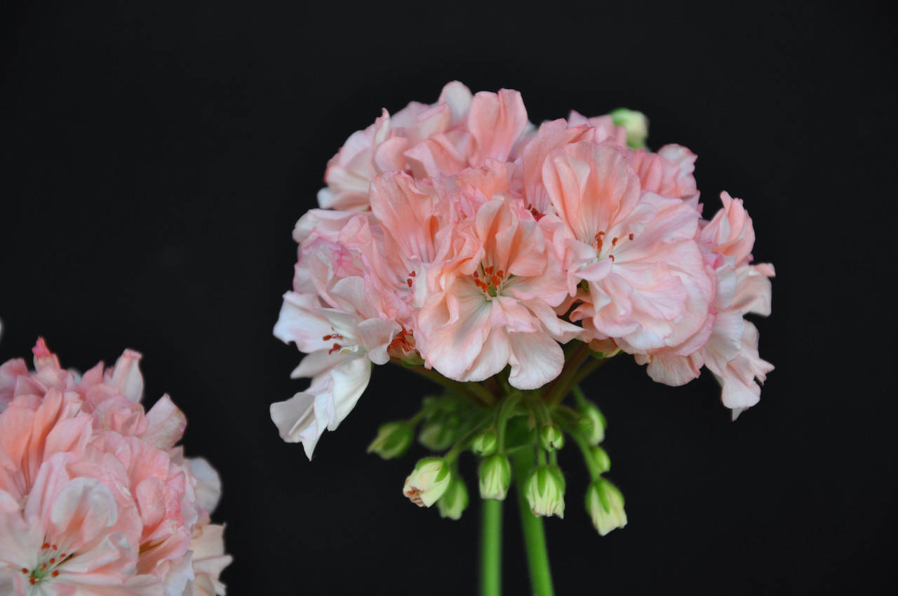 

Шёлк Лагуна (203), Розовый