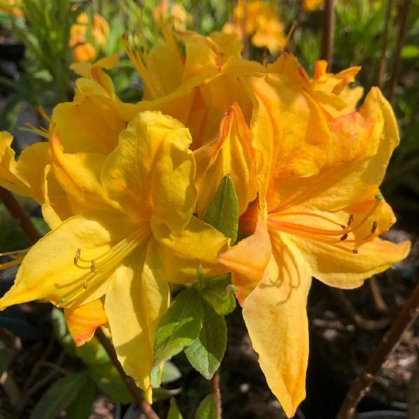 

Саженец азалии WINDSOR SUNBEAM, 3 - летний, контейнер 3л