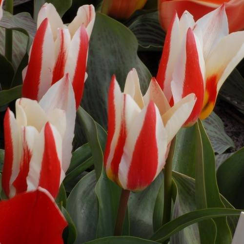 

Тюльпан Buddy (луковицы) 5 шт