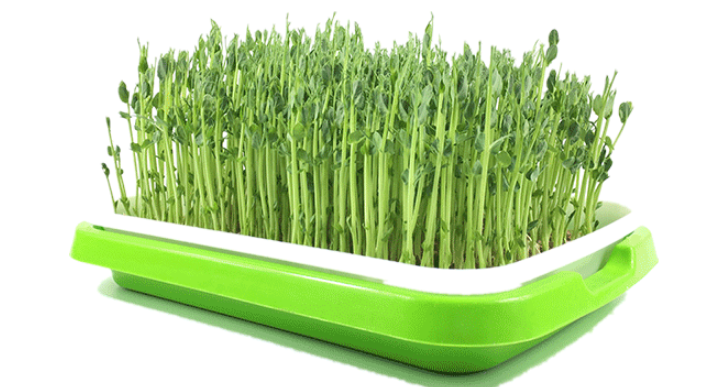 

Лоток для гидропонного выращивания рассады и проращивания семен, зерен