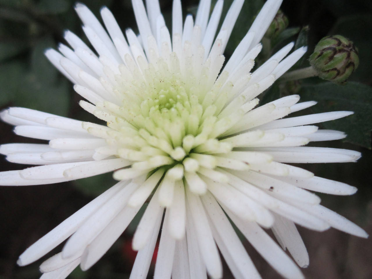 

Хризантема мультифлора шарообразная Изольда