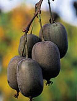 

Актинидия (киви) Кенс Ред сажанцы