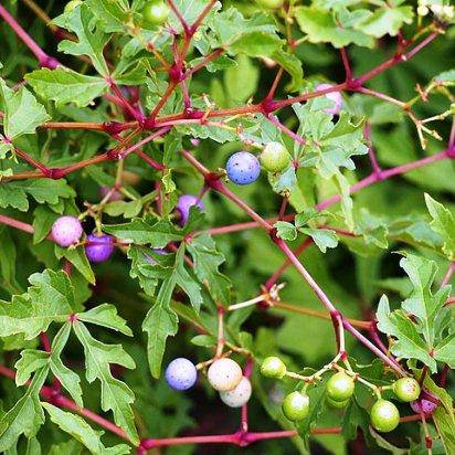 

Виноградовик аконитолистный, Ampelópsis aconitifolia