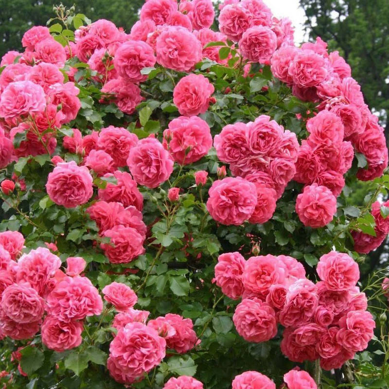 

Розариум Ютерзен (Rosarium Uetersen)