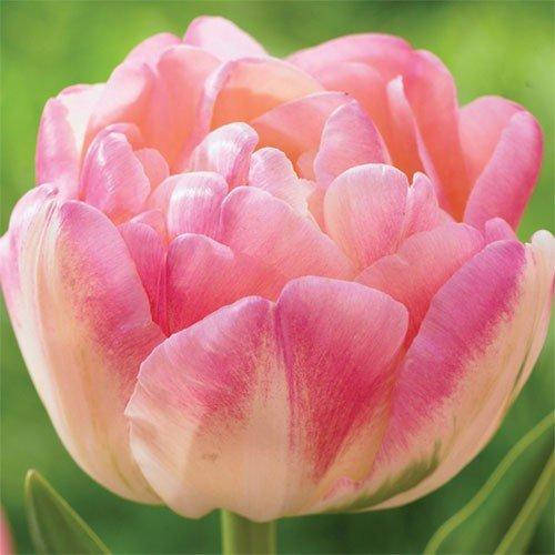 

Тюльпан Creme Upstar (луковицы) 2шт