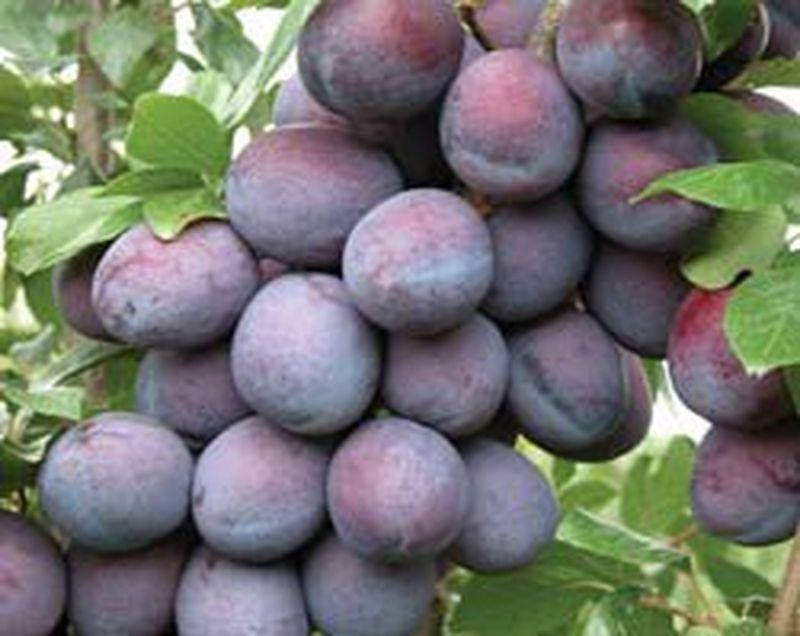 

Cлива Амерс