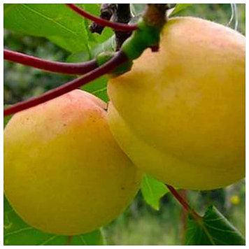 

Абрикос ананасный Дима (ранний)