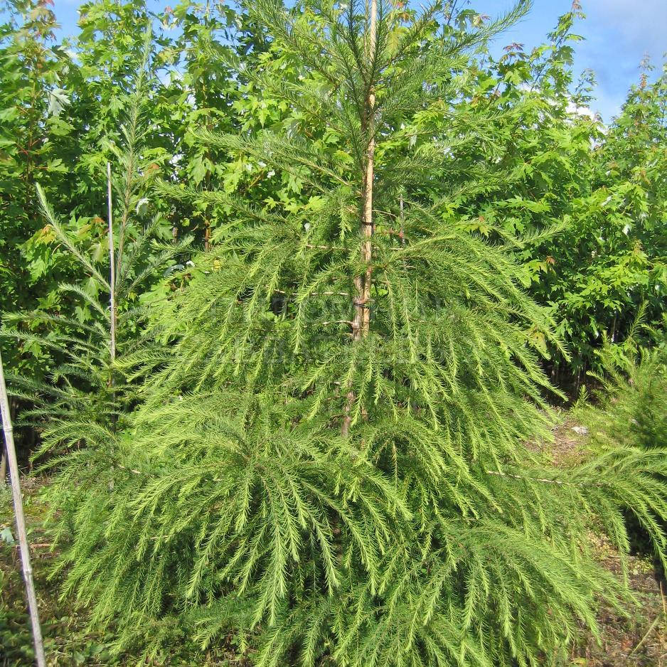 

Лиственница европейская, Larix decidua