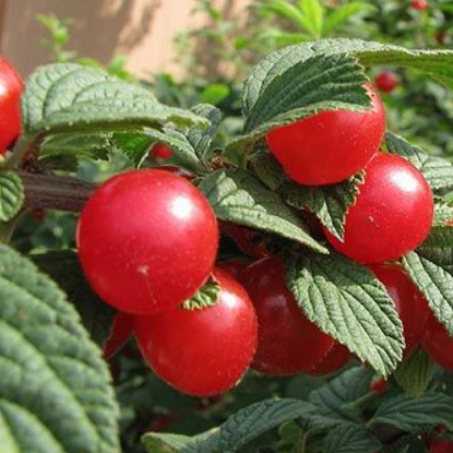 

Алиса - 1 - летний саженец войлочной вишни в контейнере