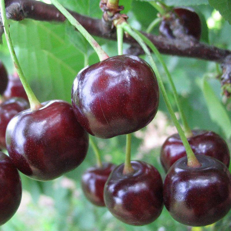 

Вишня "НОЧКА"