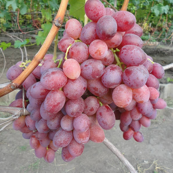 

Виноград Подарок Ирине (черенки)