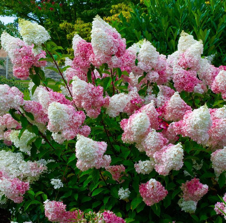 

Гортензия метельчатая Ваниль Фрайз, С3 / Hydrangea paniculata Vanille Fraise