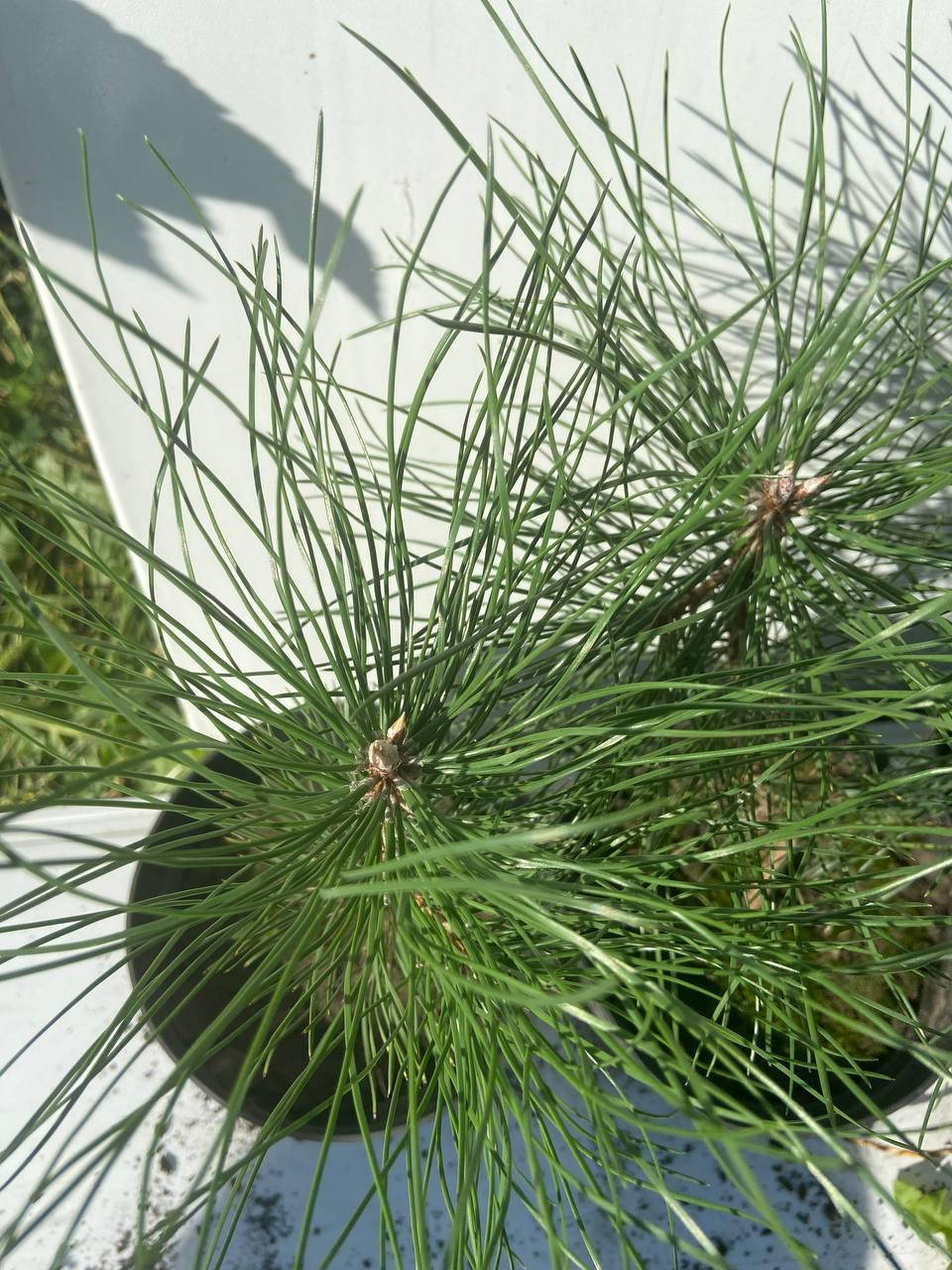

Сосна крымская или Палласа (Pallas pine) 25-30 см