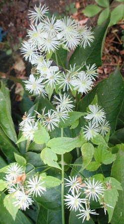 

Клематис видовой (Фаргизеоидес). Откопок в контейнере Д5.