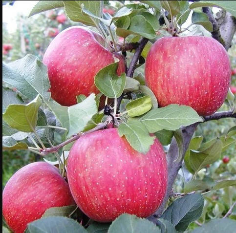 

Яблоня Фуджи (зимний сорт)