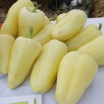 

Хаски F1 10 шт семена сладкого перца Enza Zaden Голландия