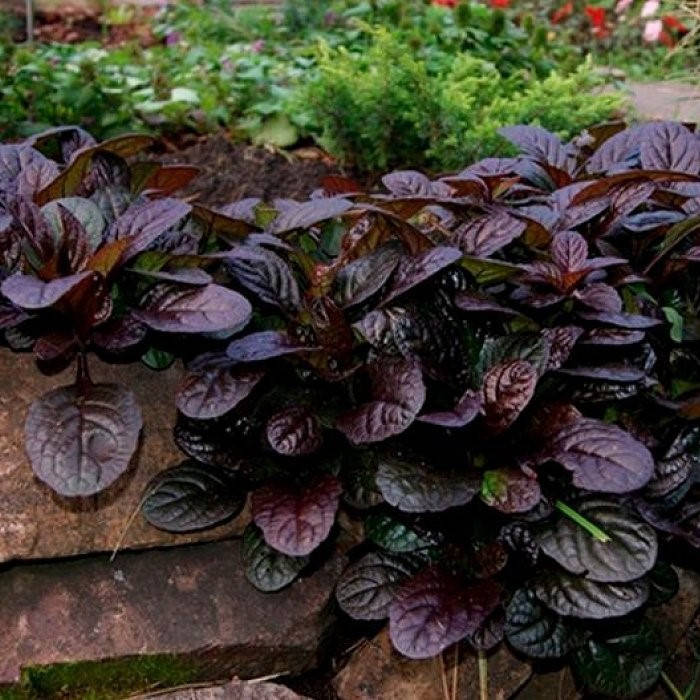 

Аюга атропурпуреа, Ajuga atropurpurea