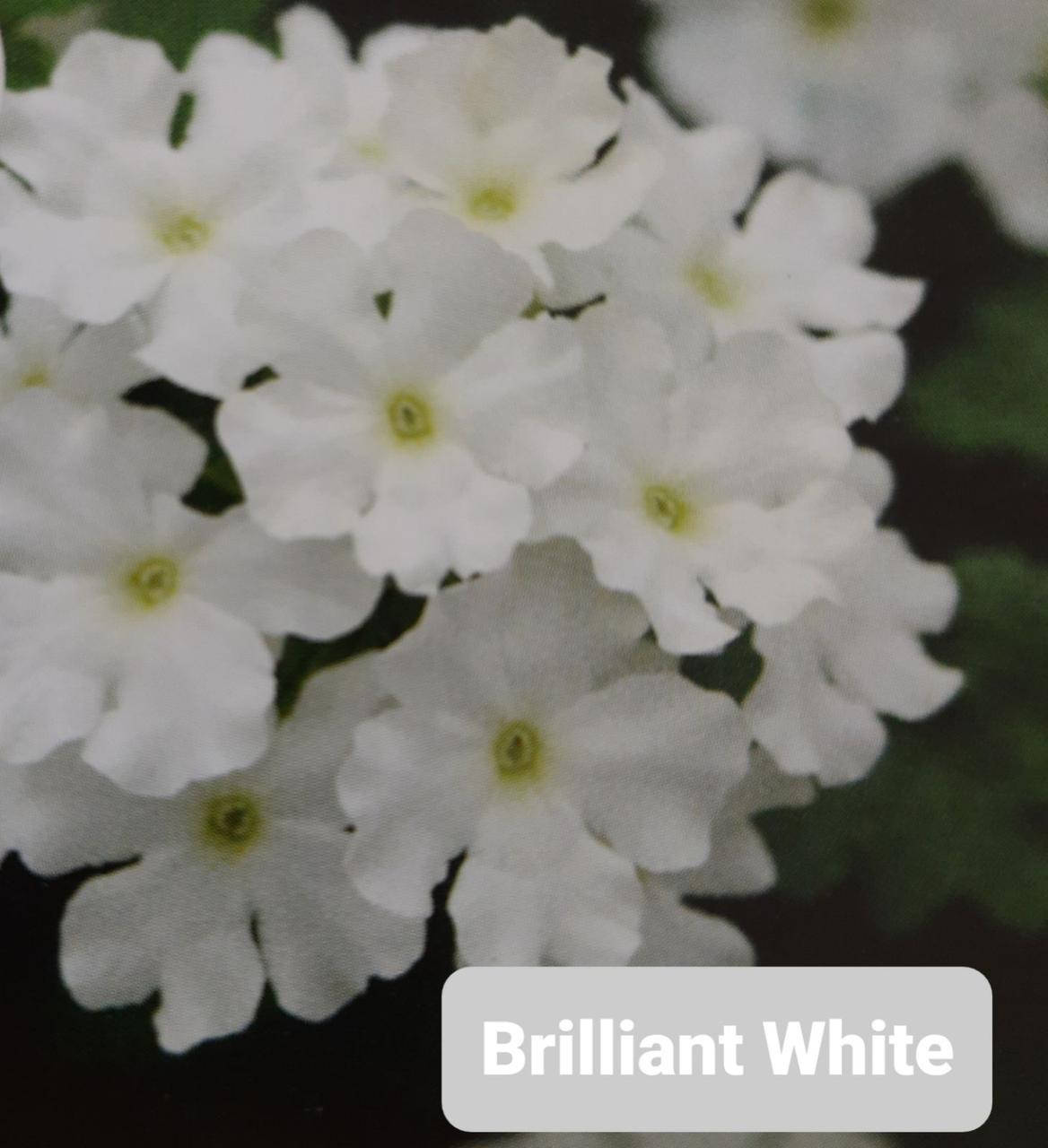 

Вербена Brilliant White - черенок 2022
