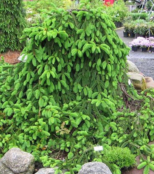 

Ель обыкновенная плакучая Инверса \ Picea abies Inversa ( саженцы 2 года прививке. )