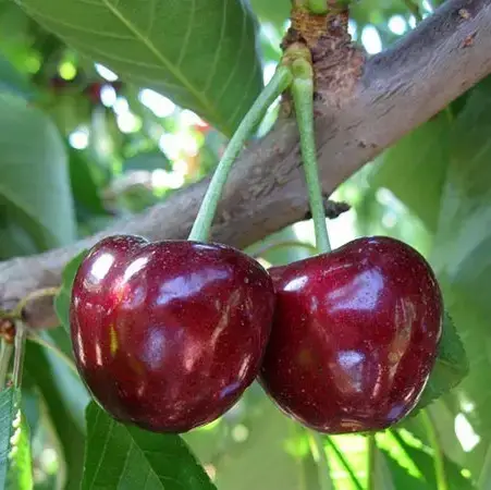 

Черешня Стакатто Двухлетняя