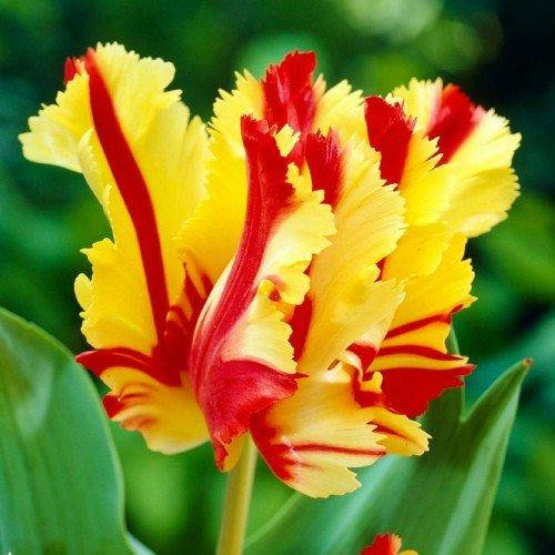 

Тюльпан Flaming Parrot (луковицы) 3 шт